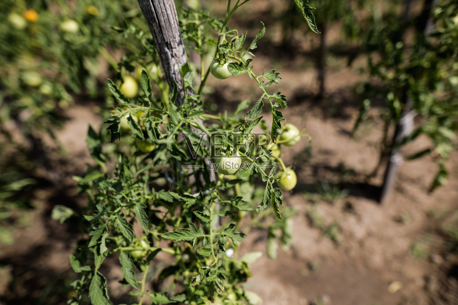 细节与年轻的绿色有机西红柿在有机户外花园。照片摄影图片