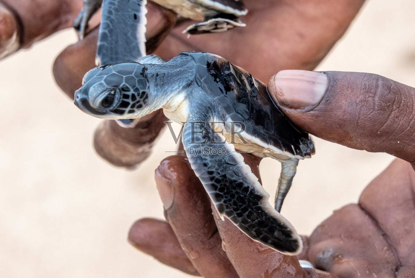 新孵化的海龟照片摄影图片