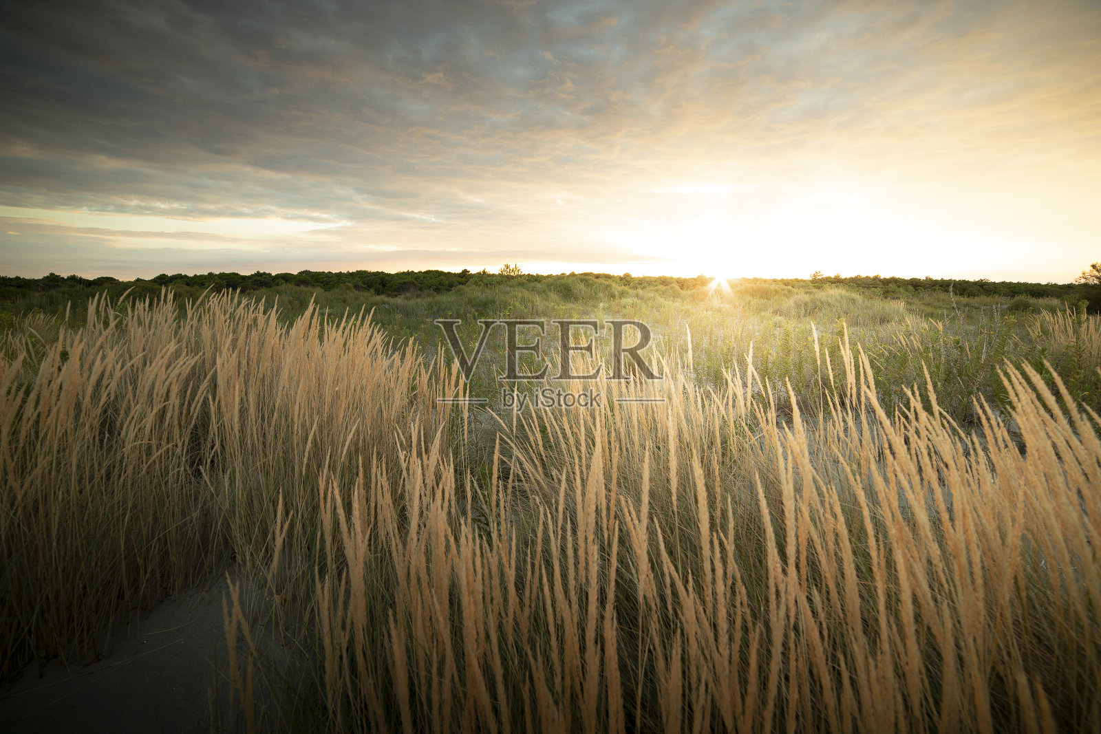 意大利威尼托,卡莱里港海岸植物园和野生海滩。照片摄影图片