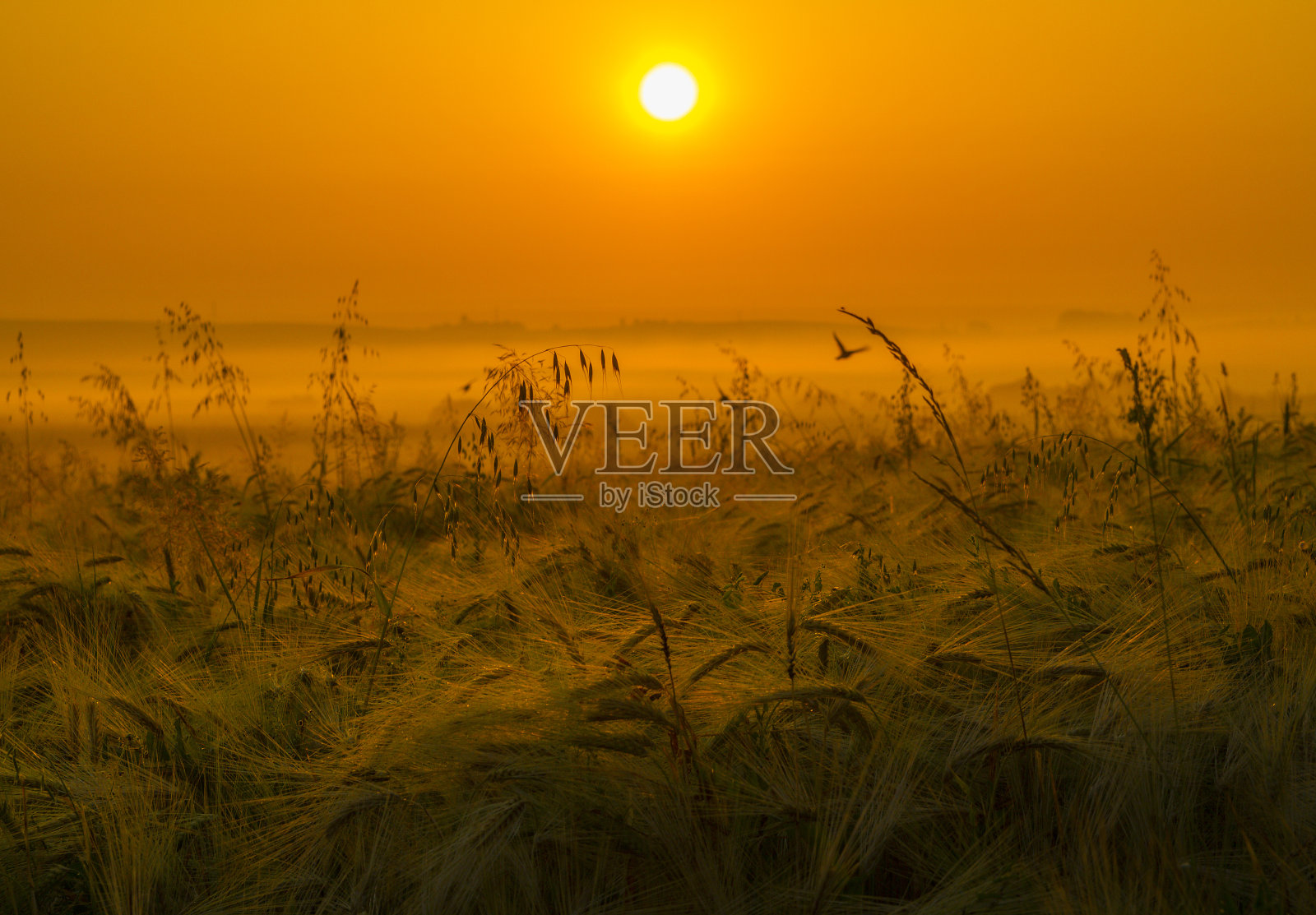 田野里美丽的日出照片摄影图片