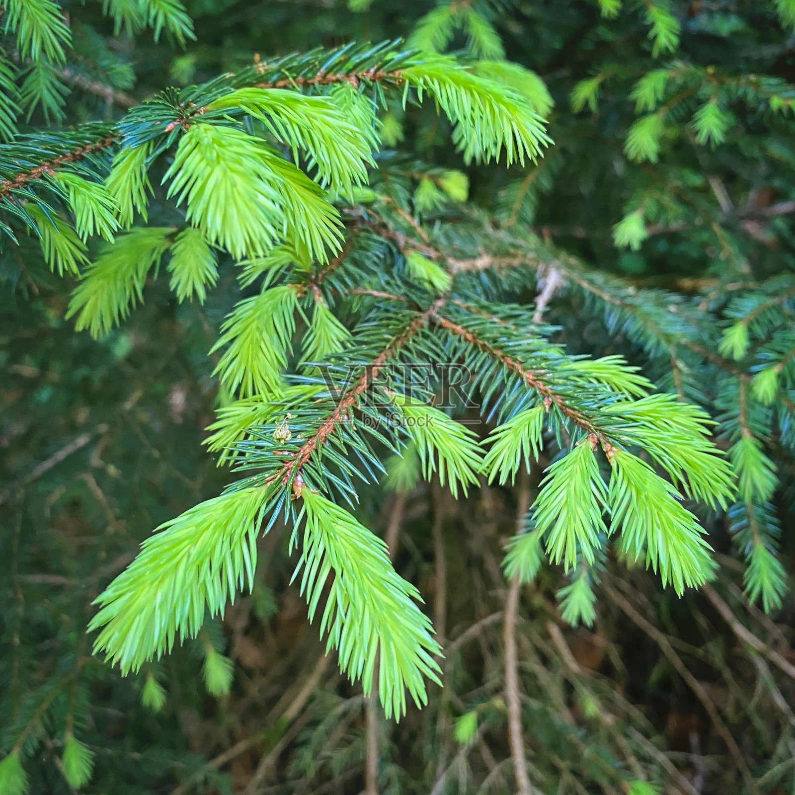 巴伐利亚阿尔卑斯的松树细节。照片摄影图片