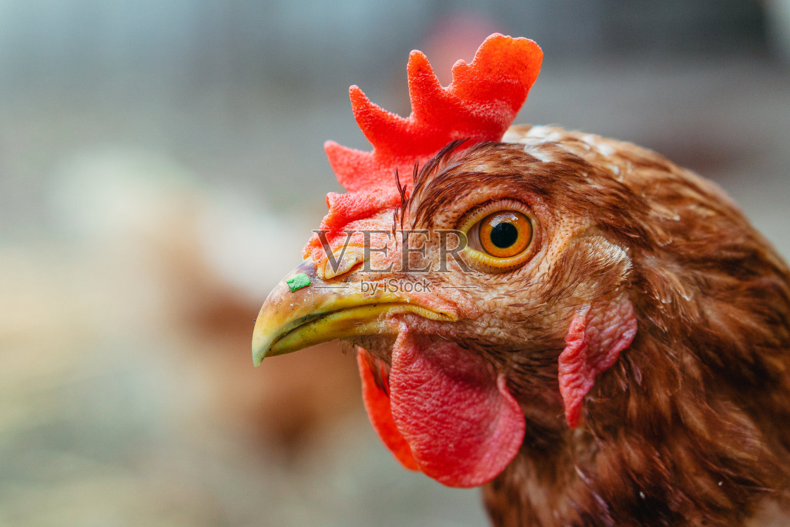 一只母鸡。一只鸡的特写。照片摄影图片