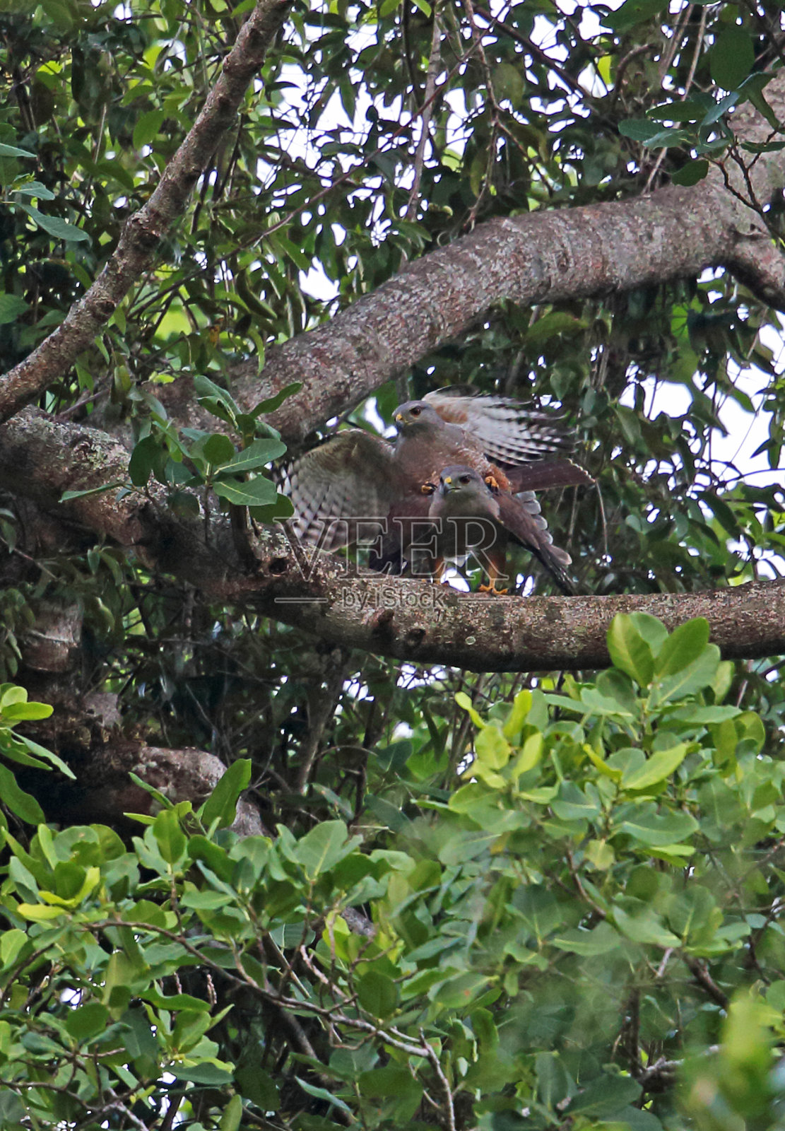 Ridgway的鹰照片摄影图片