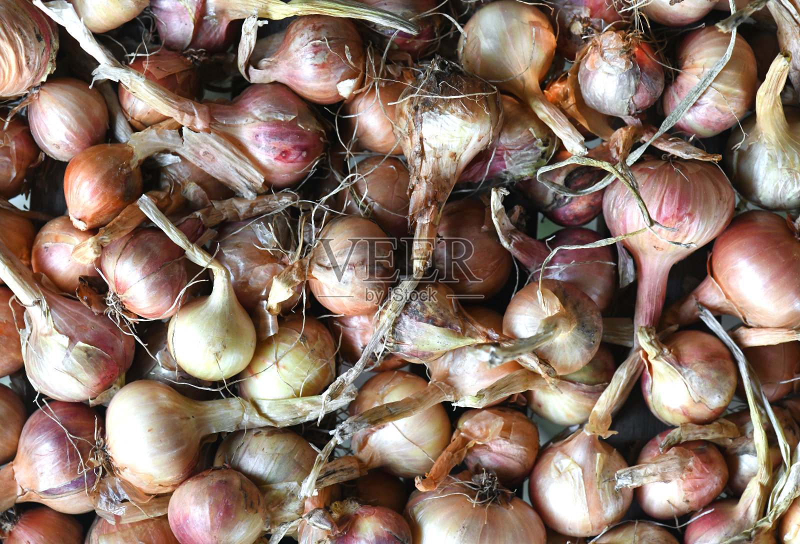 新鲜收获的洋葱背景。有机食品和素食。许多不同的洋葱。照片摄影图片