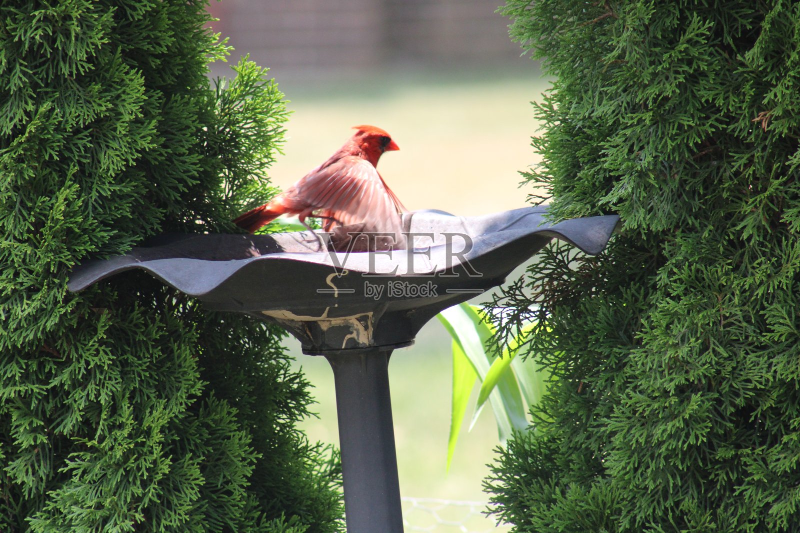 红色的鸟照片摄影图片
