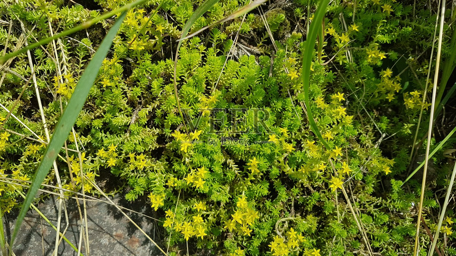 植物照片摄影图片