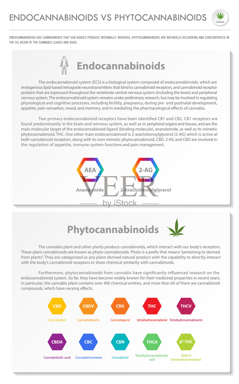 内源性大麻素与植物大麻素的垂直关系插画图片素材