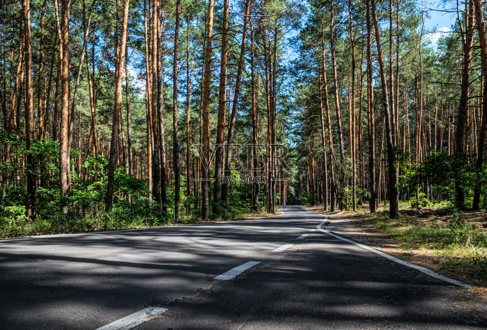 夏天在加州。松林和单车道公路照片摄影图片