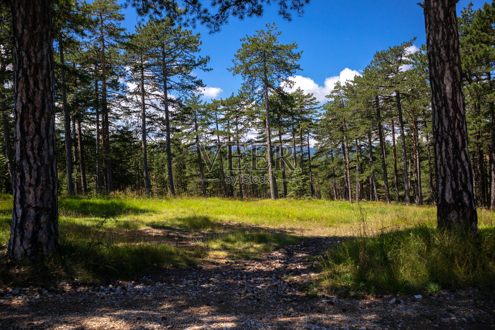 兹拉蒂博尔自然保护区的常绿森林和小径上的松树照片摄影图片