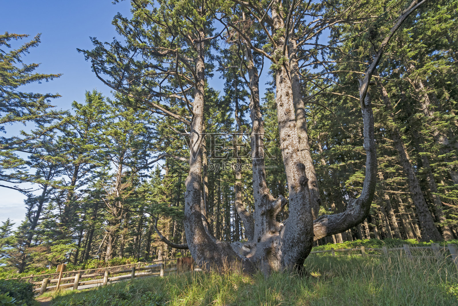 海岸上的章鱼树照片摄影图片