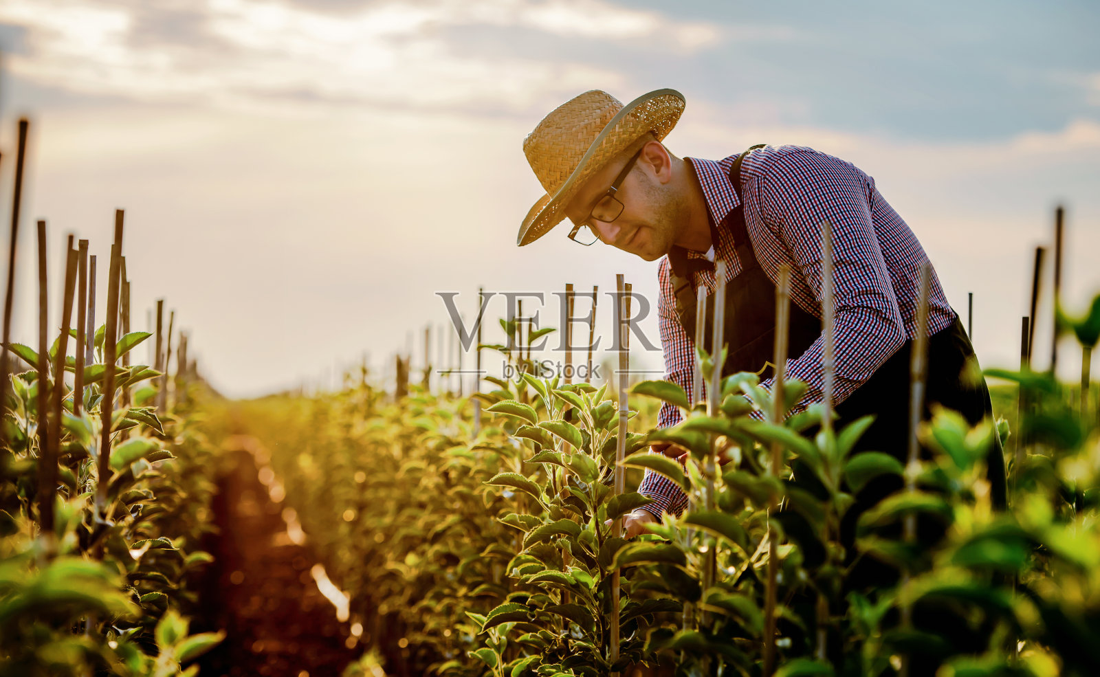 果园。农民在果园里检查植物。农业的概念照片摄影图片