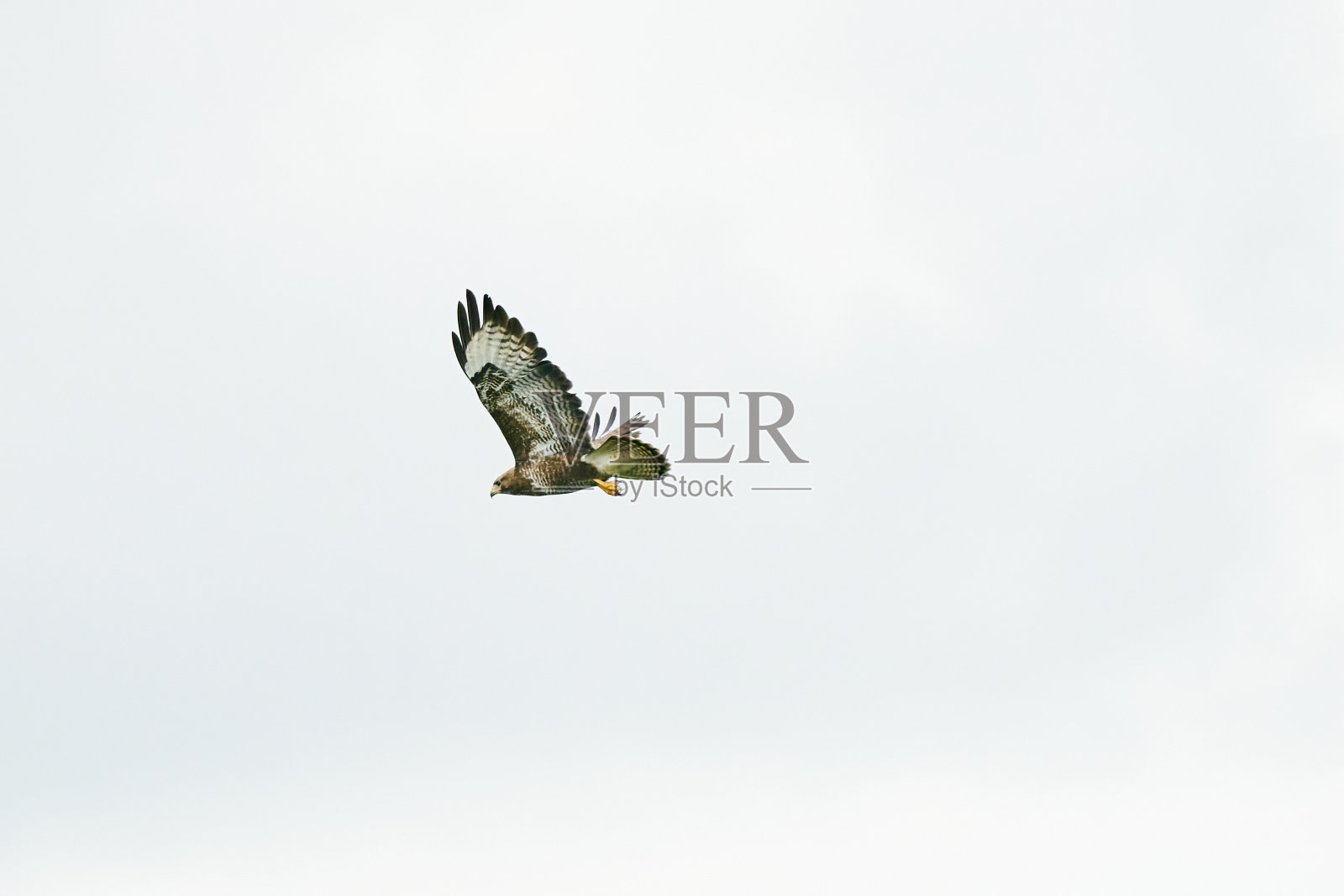 一种常见的秃鹰,祈祷之鸟,在白色的天空中飞翔照片摄影图片