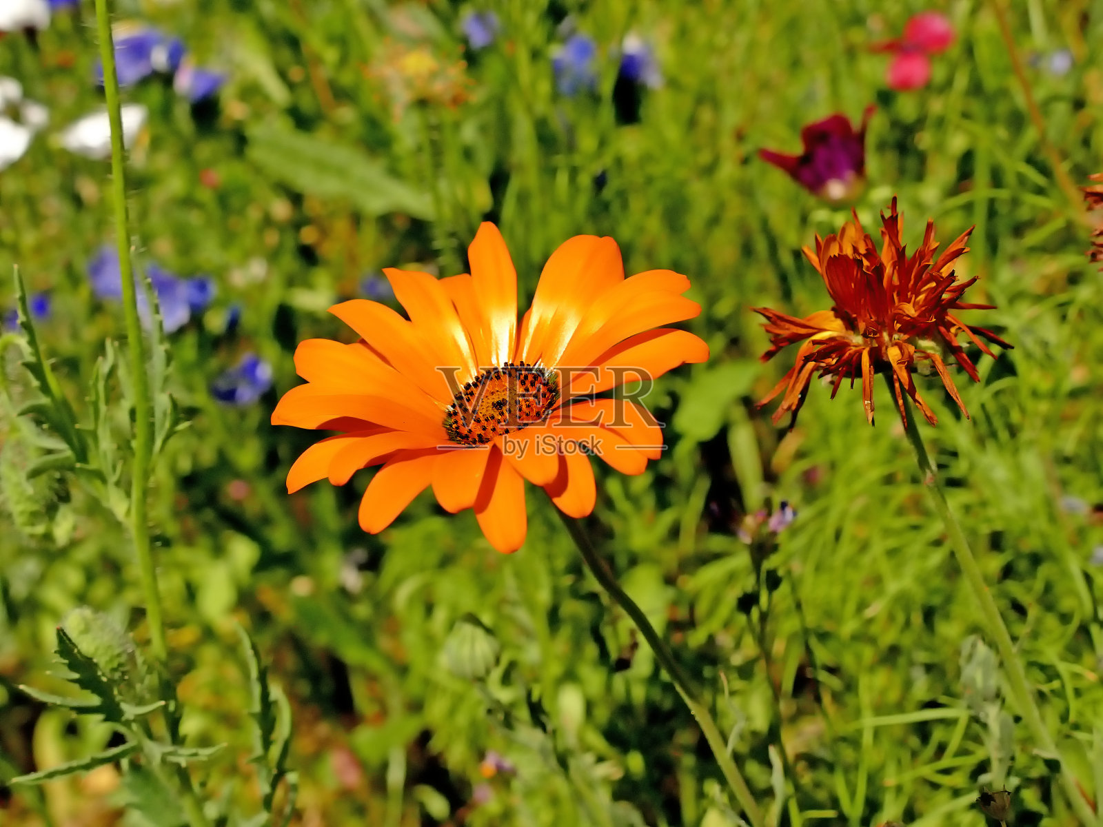 万寿菊在一个有许多彩色花朵的草地上照片摄影图片