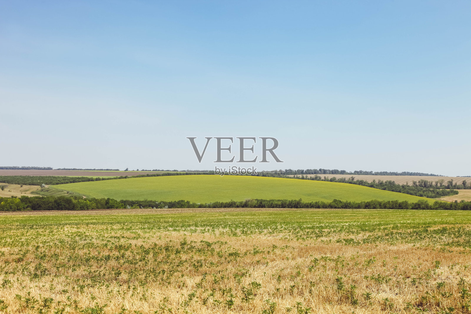 绿色的田野照片摄影图片