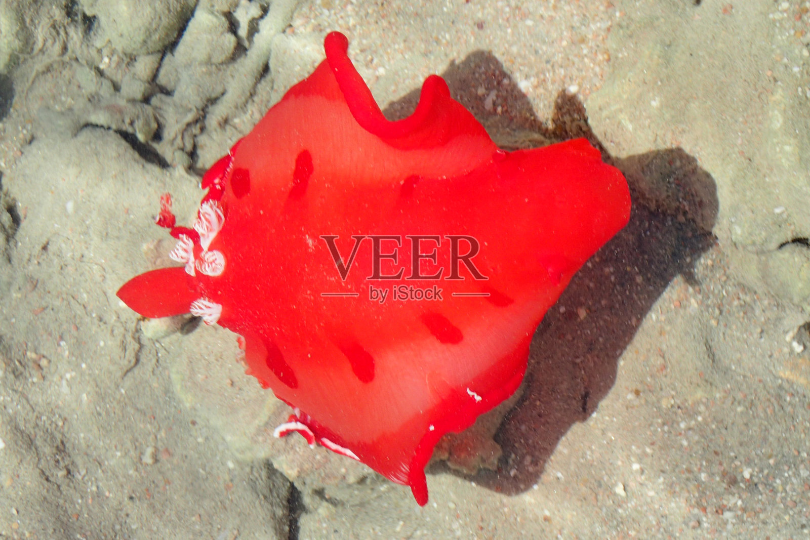 来自埃及的红海蛞蝓照片摄影图片