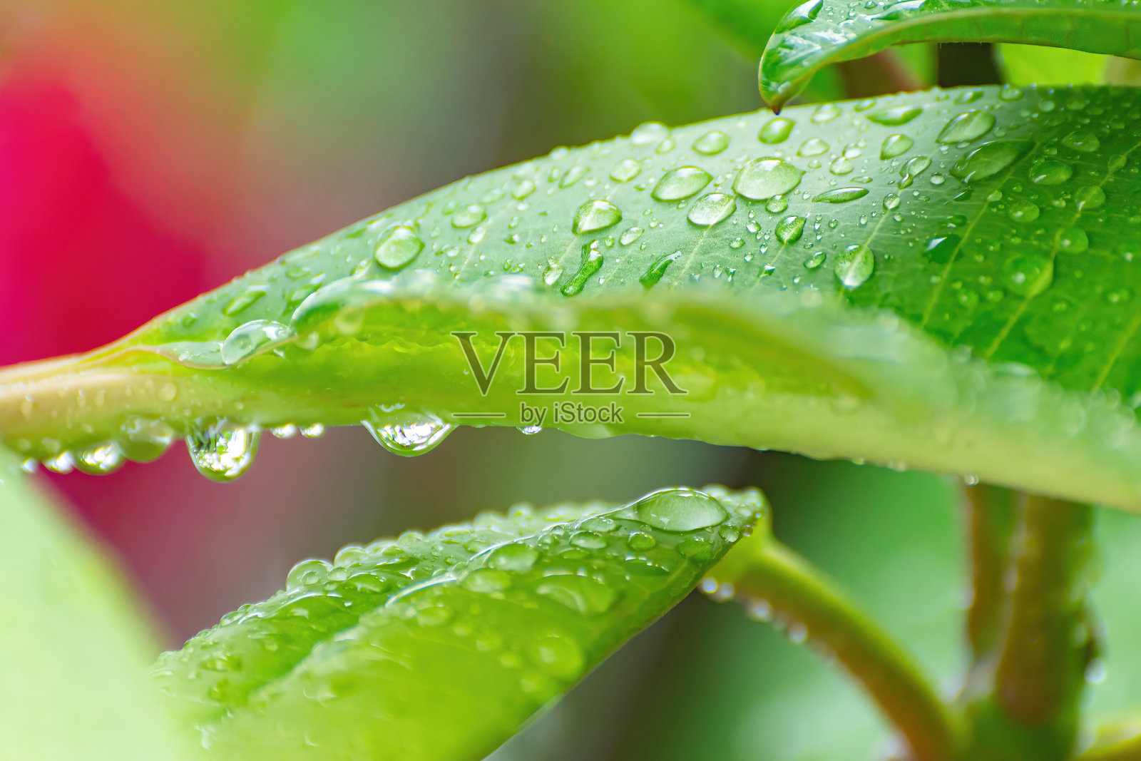 水滴在叶子上有一个抽象的绿色散景背景。照片摄影图片