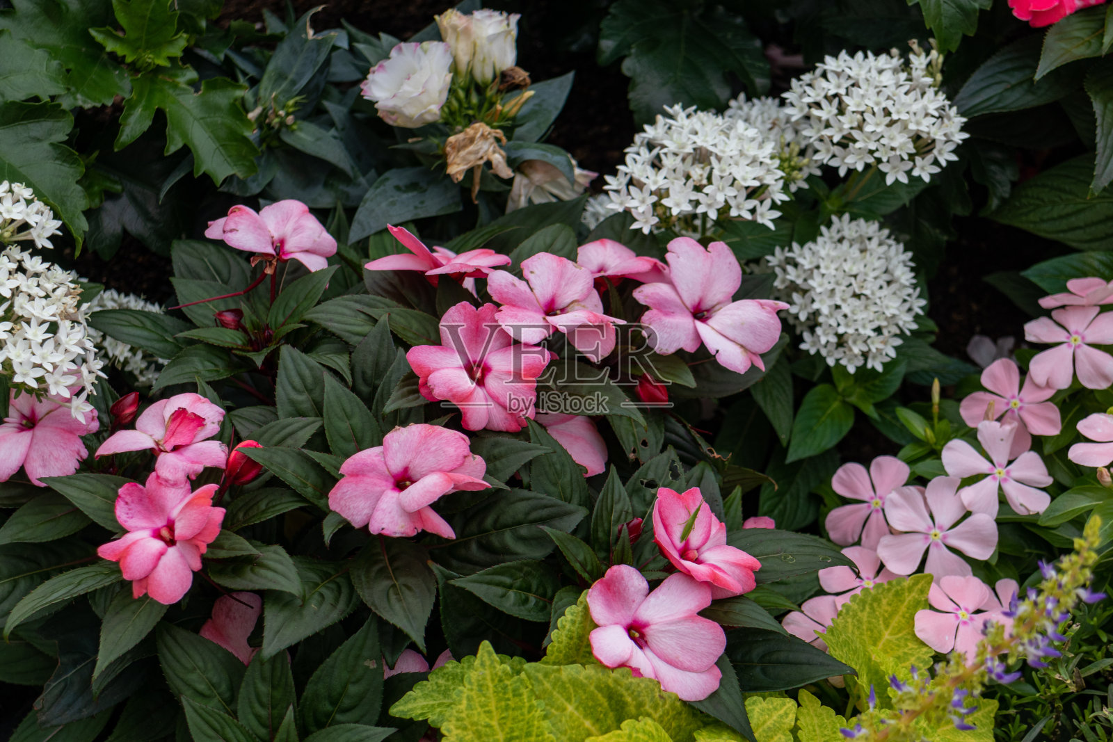 公园里的花坛照片摄影图片