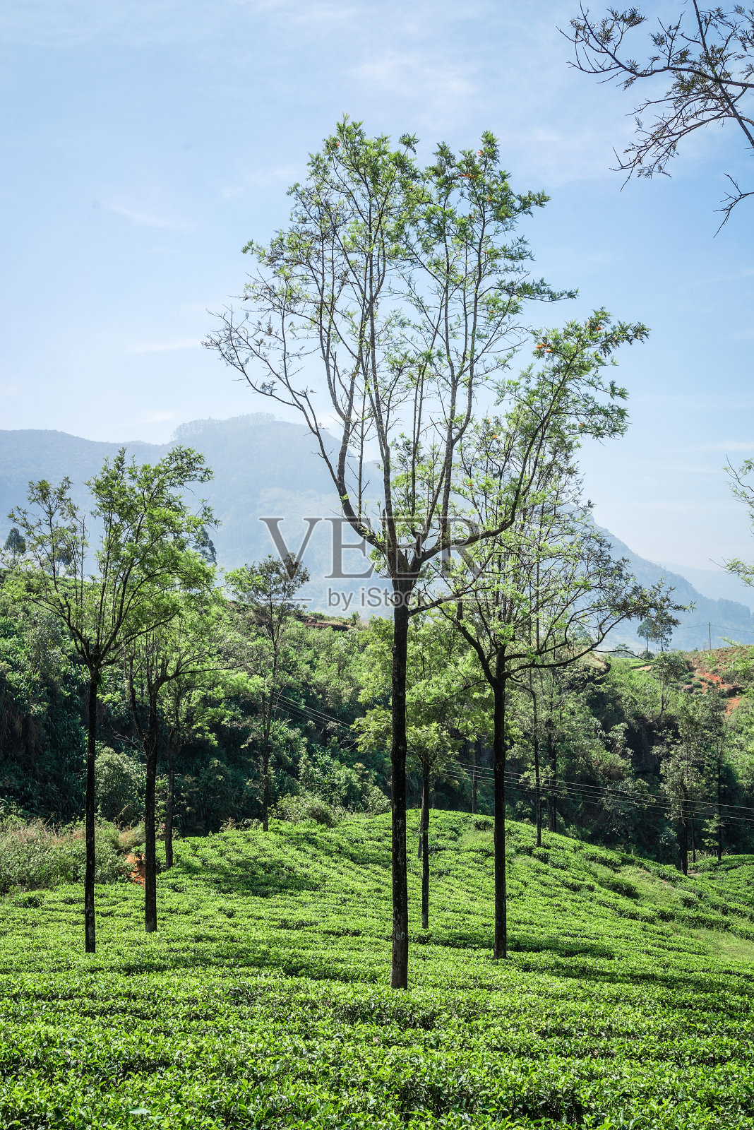 斯里兰卡的茶园。美丽的景观照片摄影图片