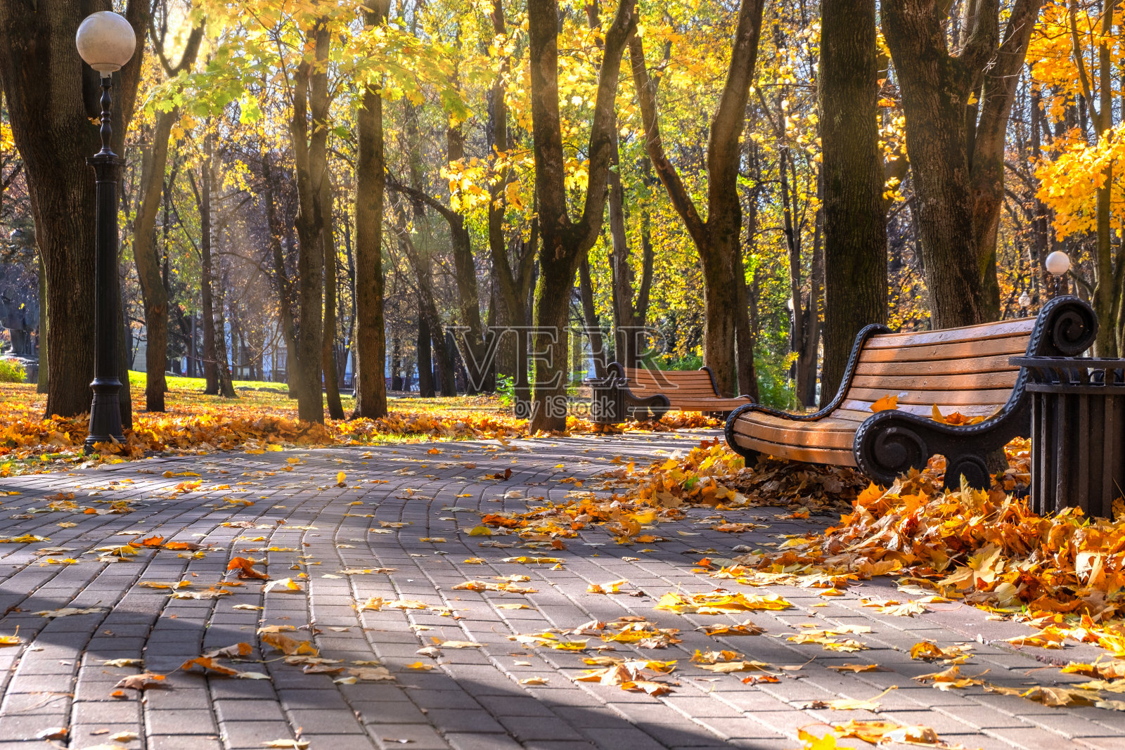 一个美丽的秋季全景公园,金色的枫叶和在阳光下的长凳。照片摄影图片
