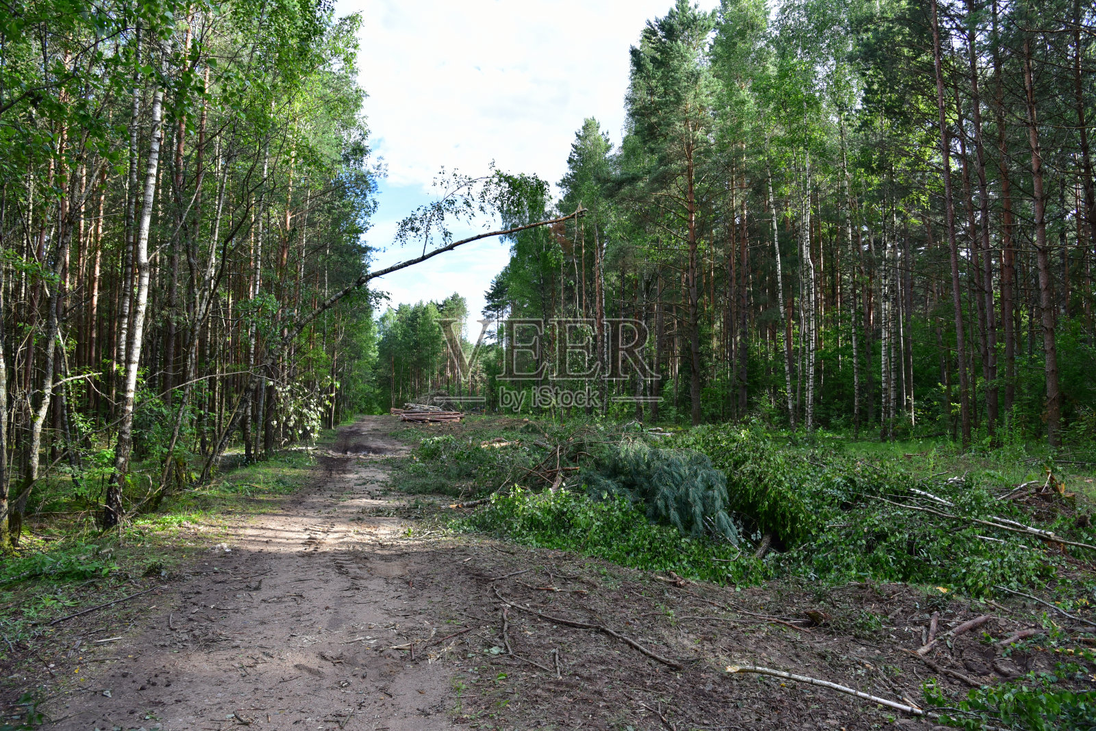 大量砍伐和堆放在森林中的云杉木材供运输。切割对数的叠加照片摄影图片