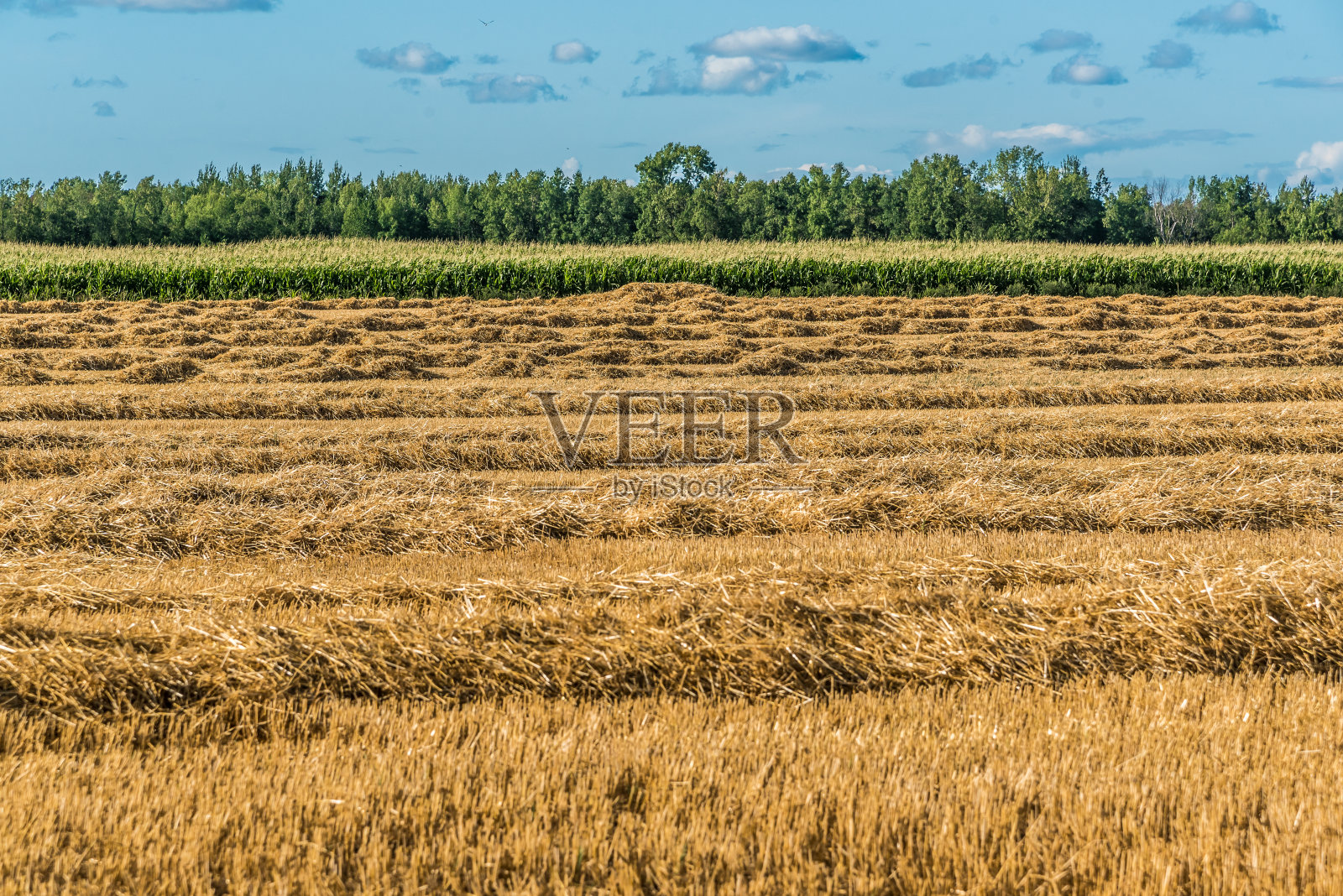 黄色的农田照片摄影图片
