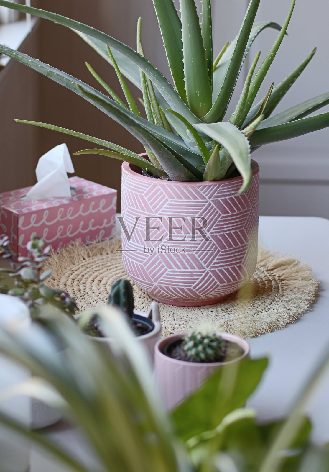 芦荟室内盆栽植物与仙人掌和植物在前景照片摄影图片