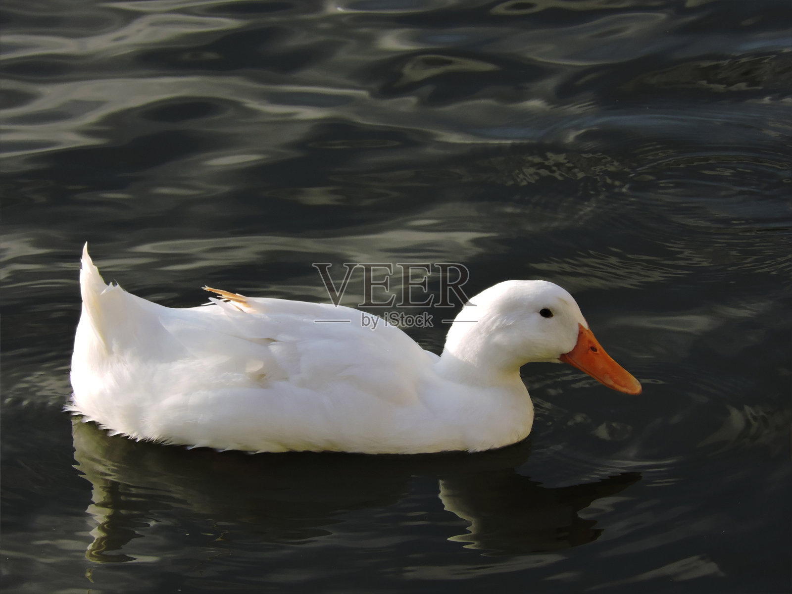 天鹅在水里。照片摄影图片