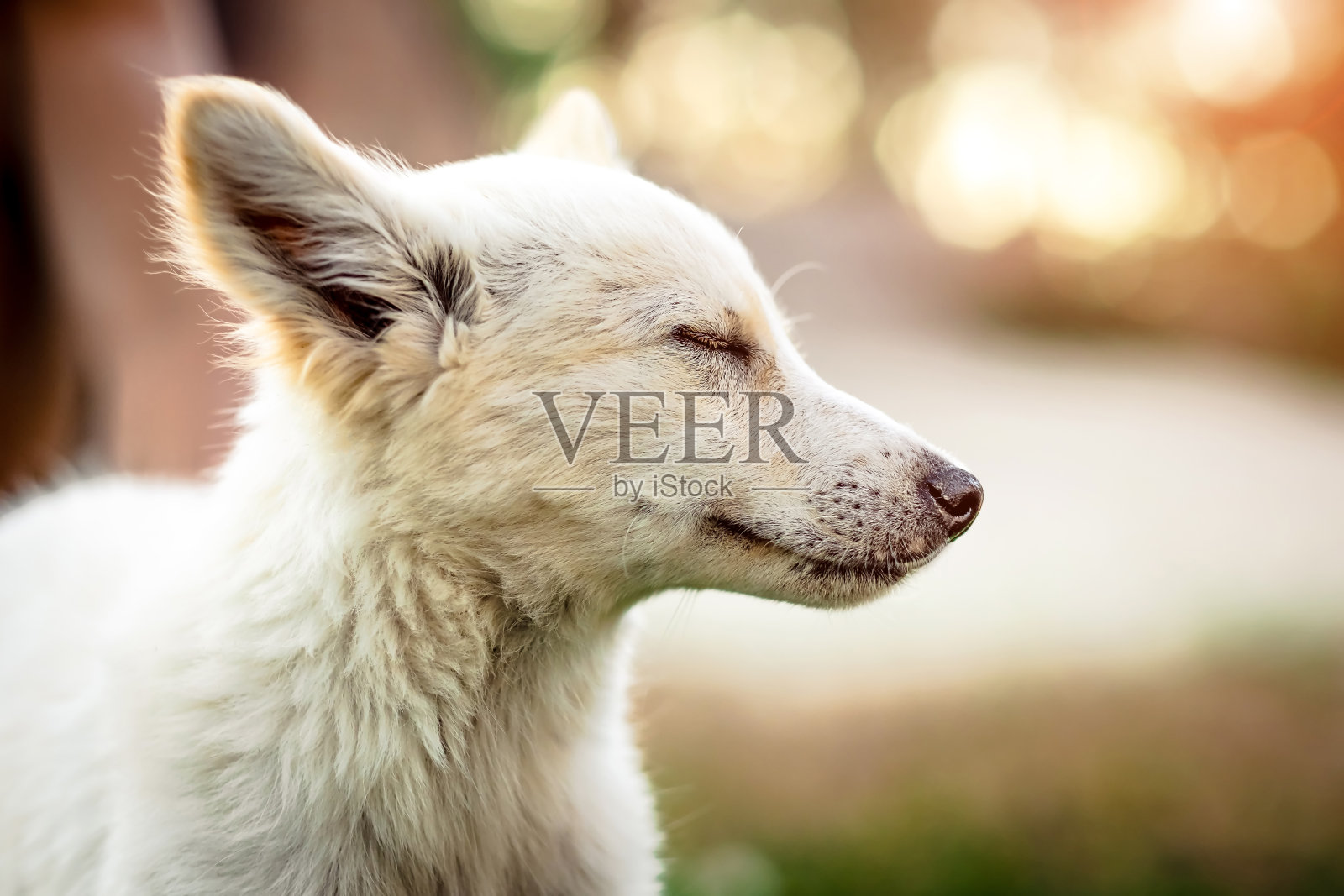 可爱的小白狗照片摄影图片