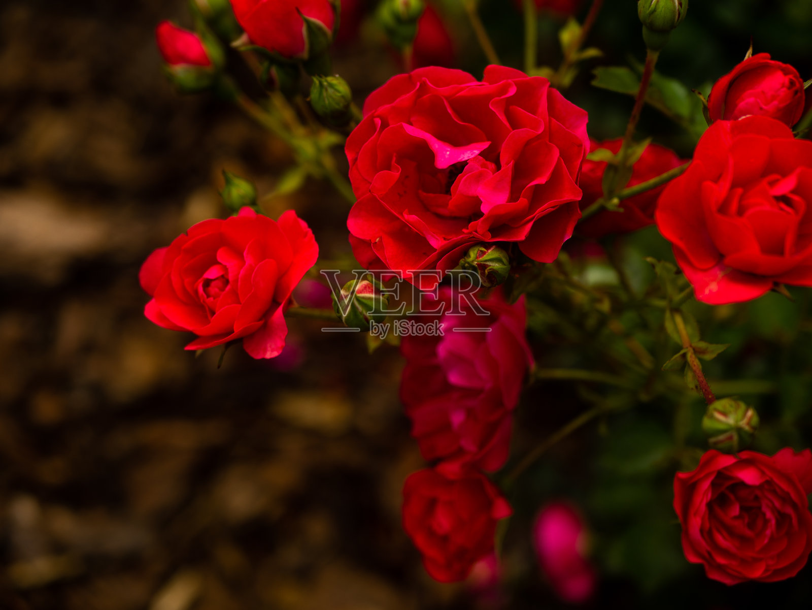 在植物园内的玫瑰Radzionków照片摄影图片