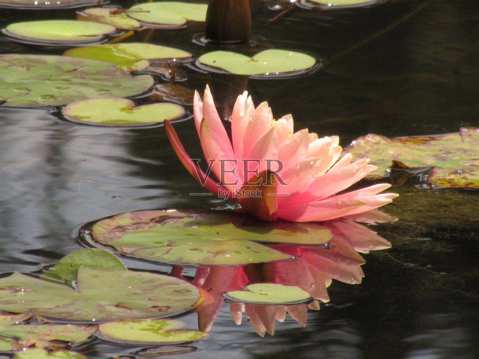 花和荷叶照片摄影图片