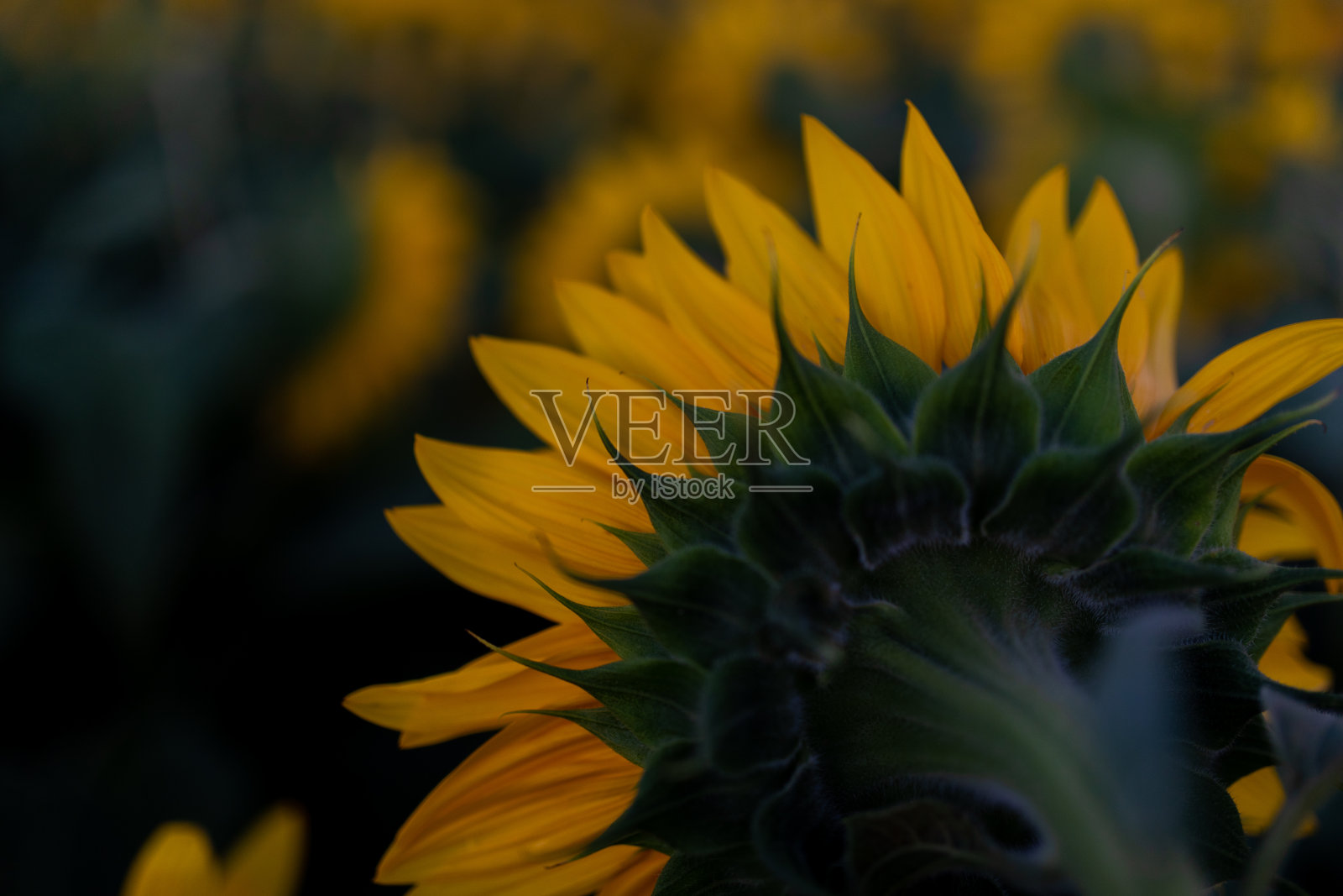 黄色的向日葵花瓣映衬着美丽的夕阳照片摄影图片