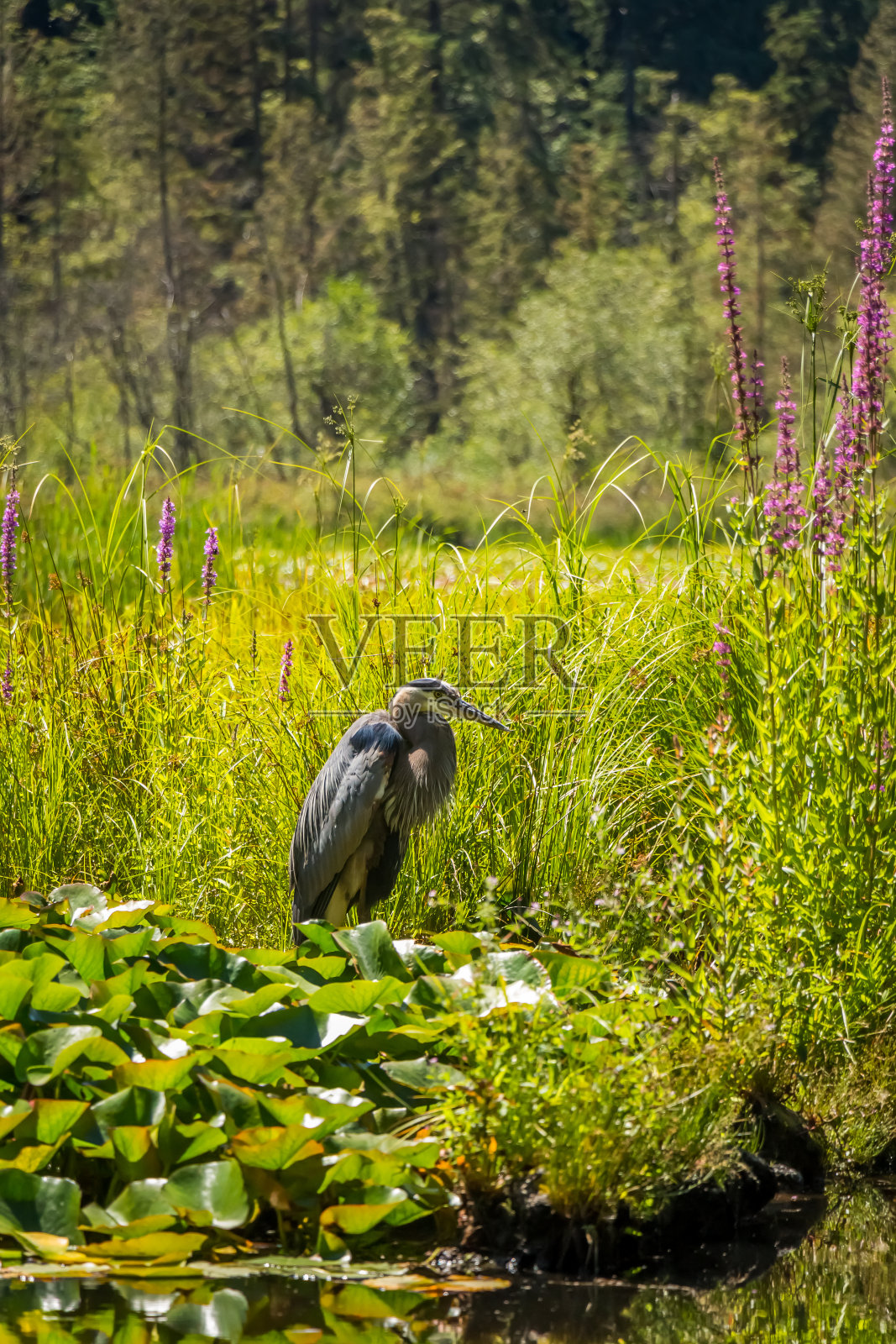 温哥华斯坦利公园海狸湖捕鱼的苍鹭照片摄影图片