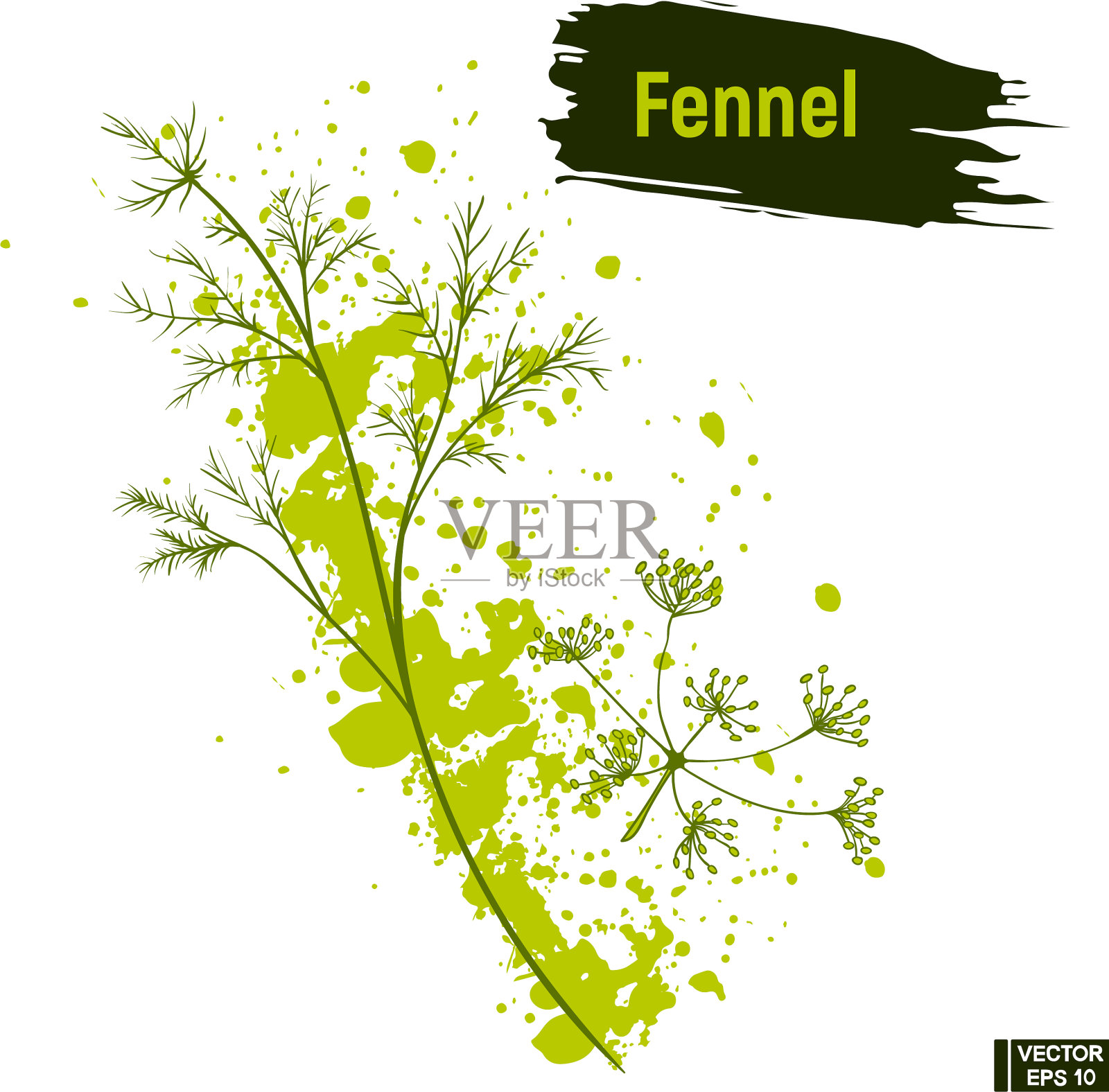 彩色素描绿色茴香插画图片素材