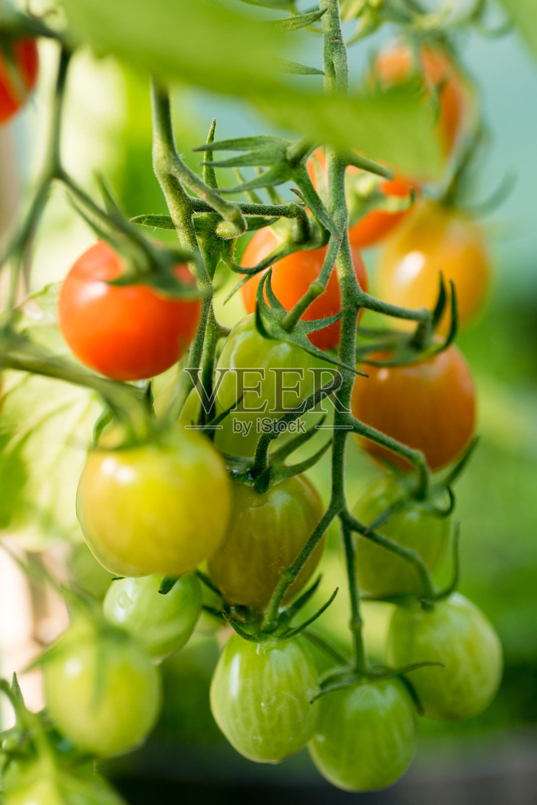 葡萄西红柿成熟照片摄影图片