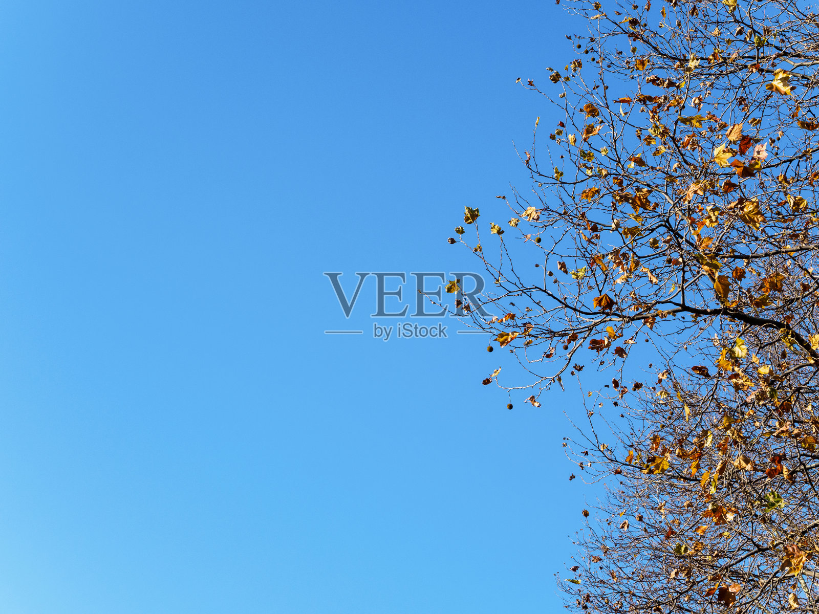 红色的枫叶映衬着阴沉的蓝天,抬头望去。秋天的概念。关于屏幕保护程序或秋天背景的想法。秋天的框架照片摄影图片