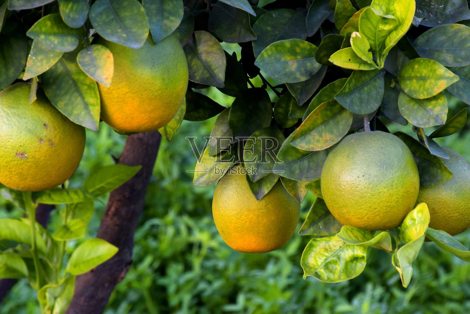 花园里有桔子树,美丽的夜景照片摄影图片