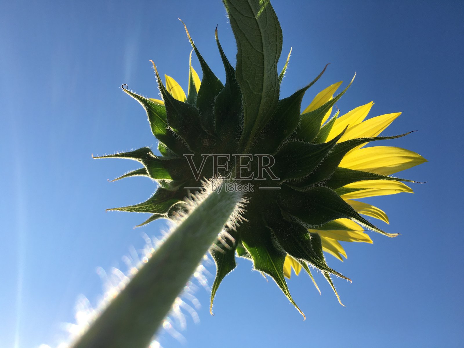 八月阳光明媚的一天,在纽约布鲁克林的科尼岛。照片摄影图片