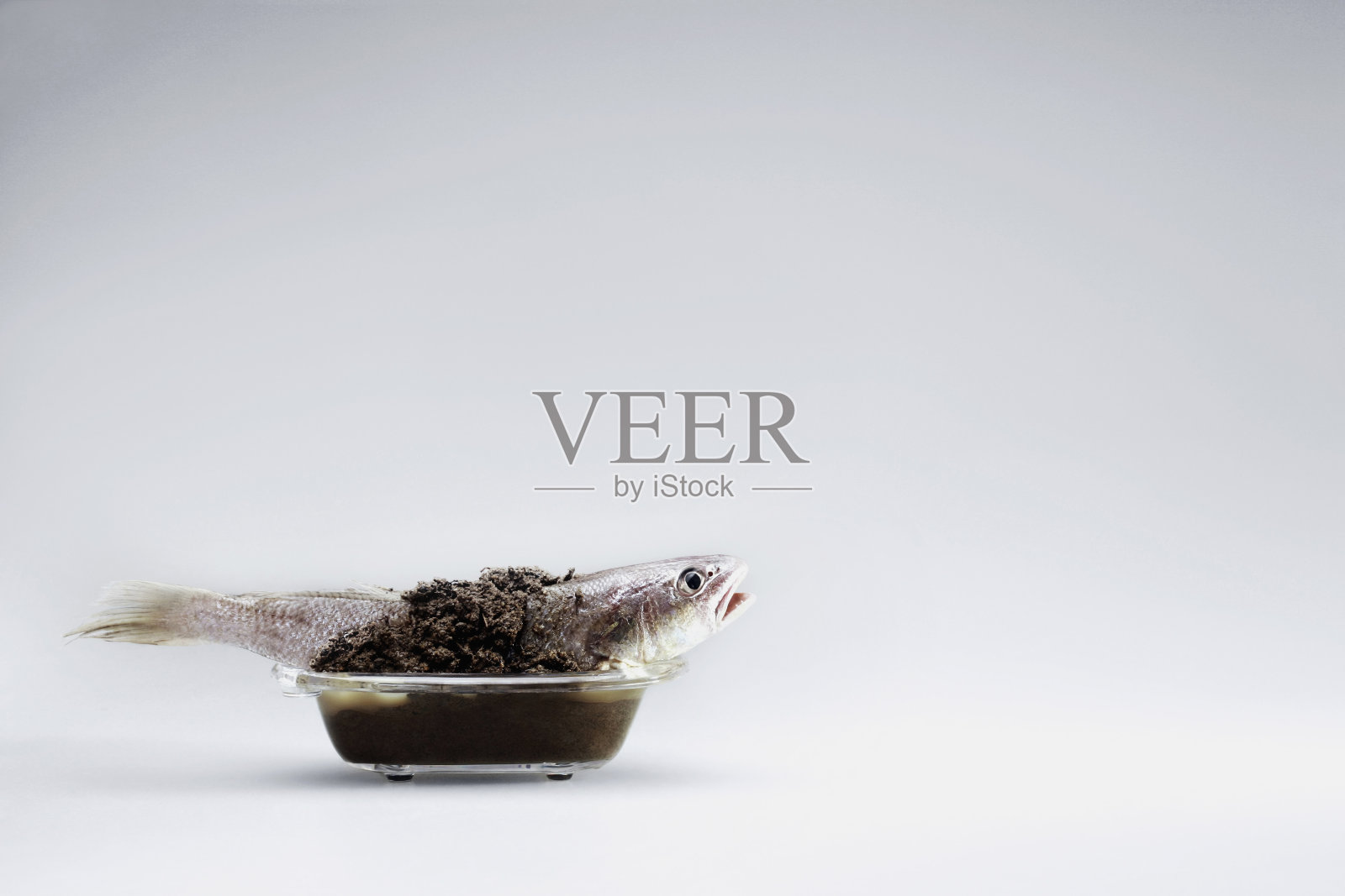 浴缸里的鱼被泥土覆盖了照片摄影图片