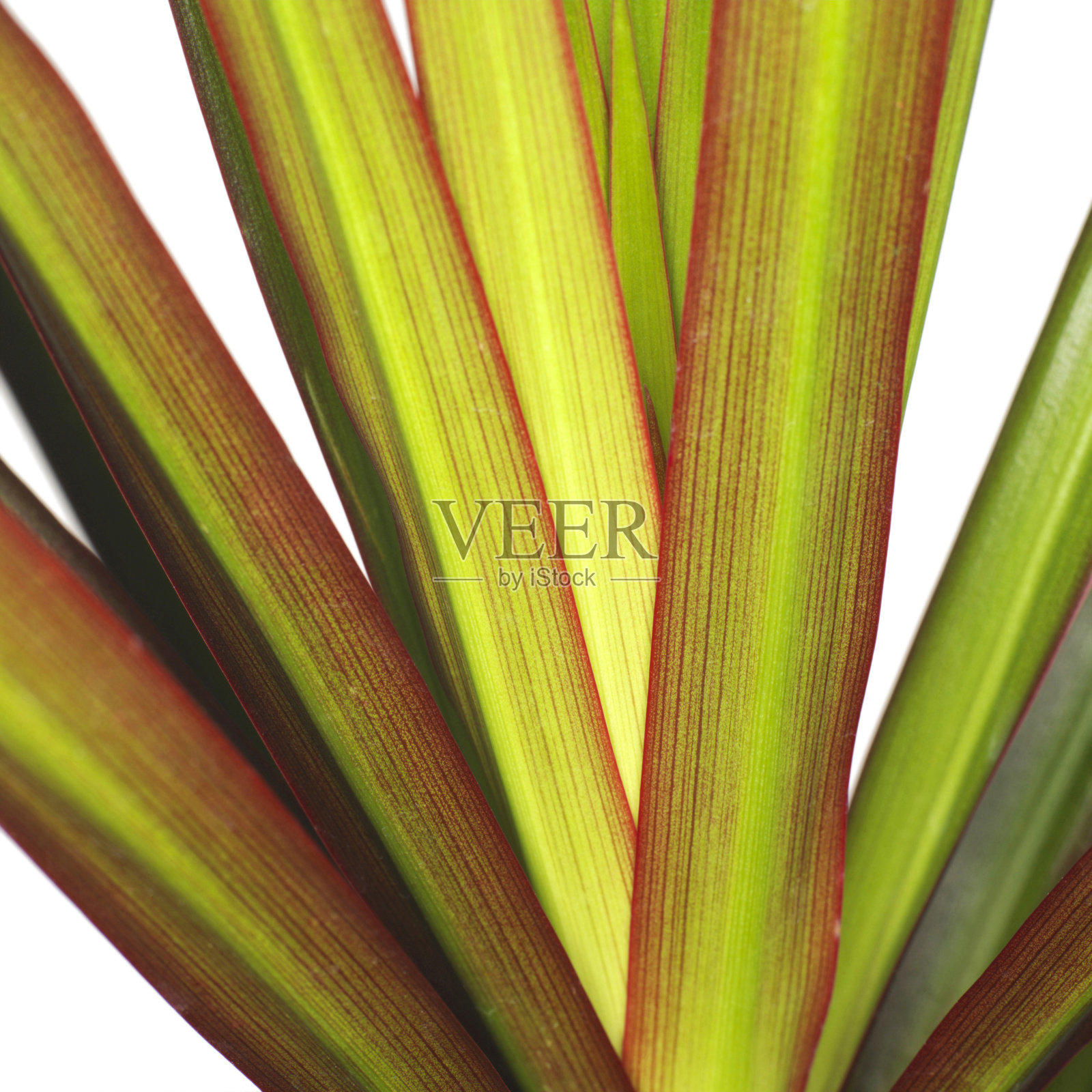 棕榈叶照片摄影图片