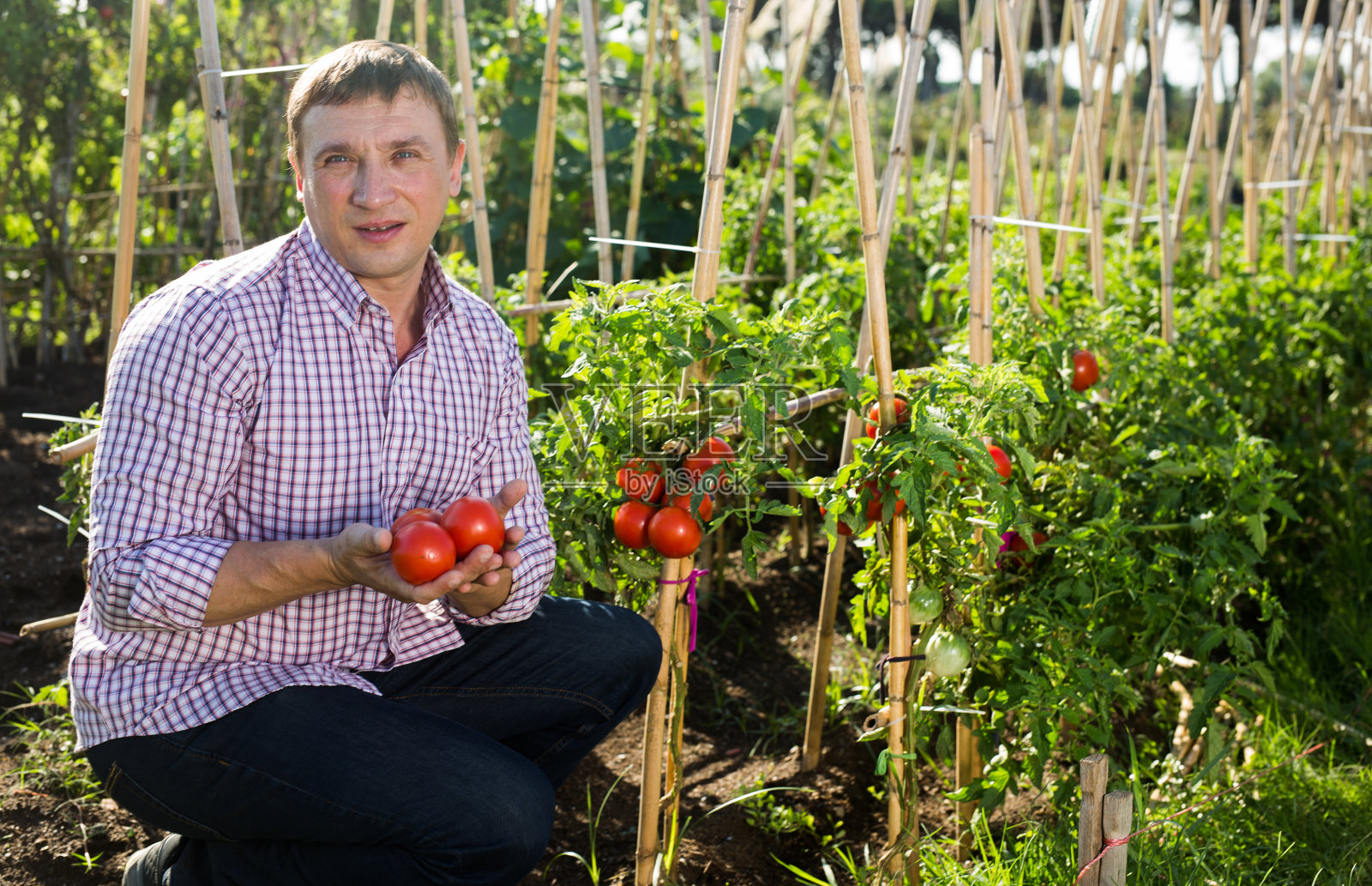 园丁正在采摘新鲜的西红柿照片摄影图片