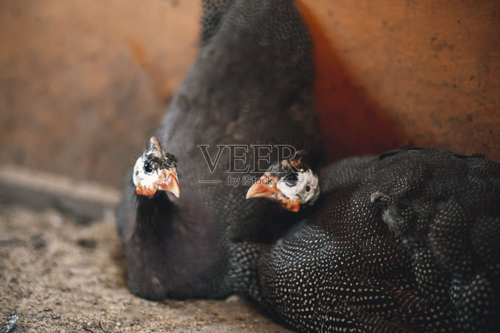 鸡舍里两只珍珠鸡坐在蛋上。自然增长的鸡蛋。自然孵化照片摄影图片