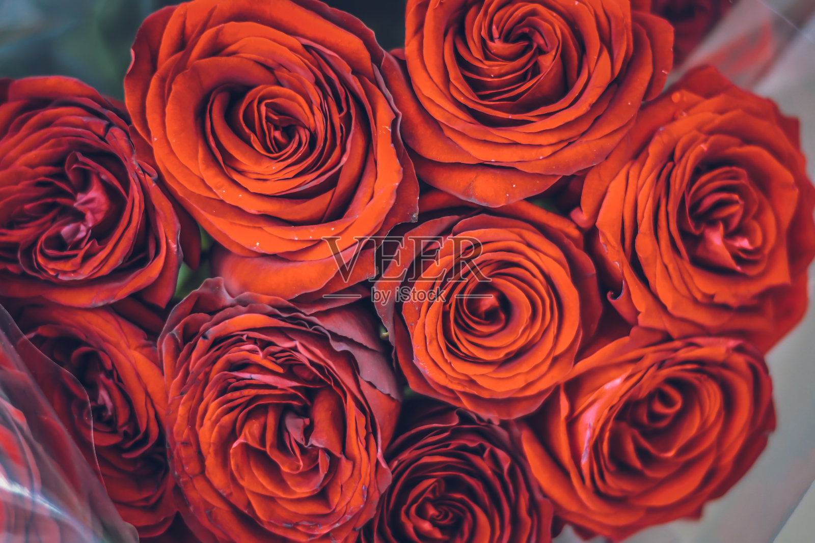 特写玫瑰花束照片摄影图片