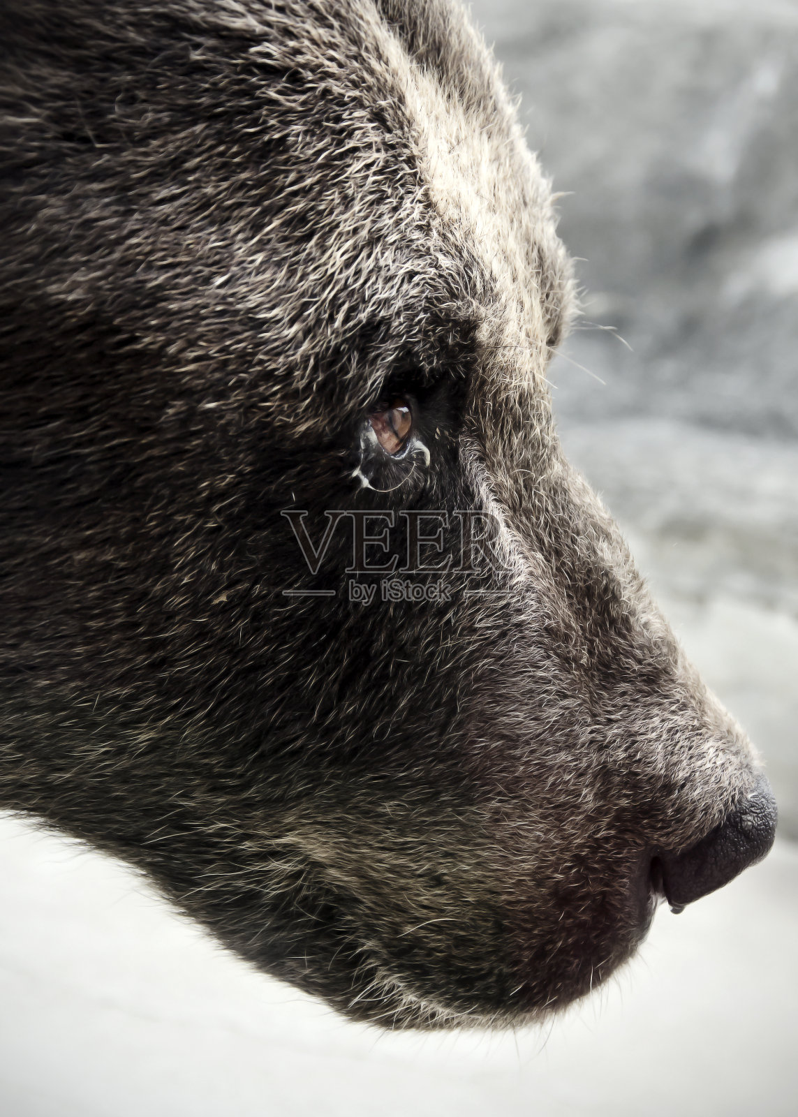 棕熊简介照片摄影图片