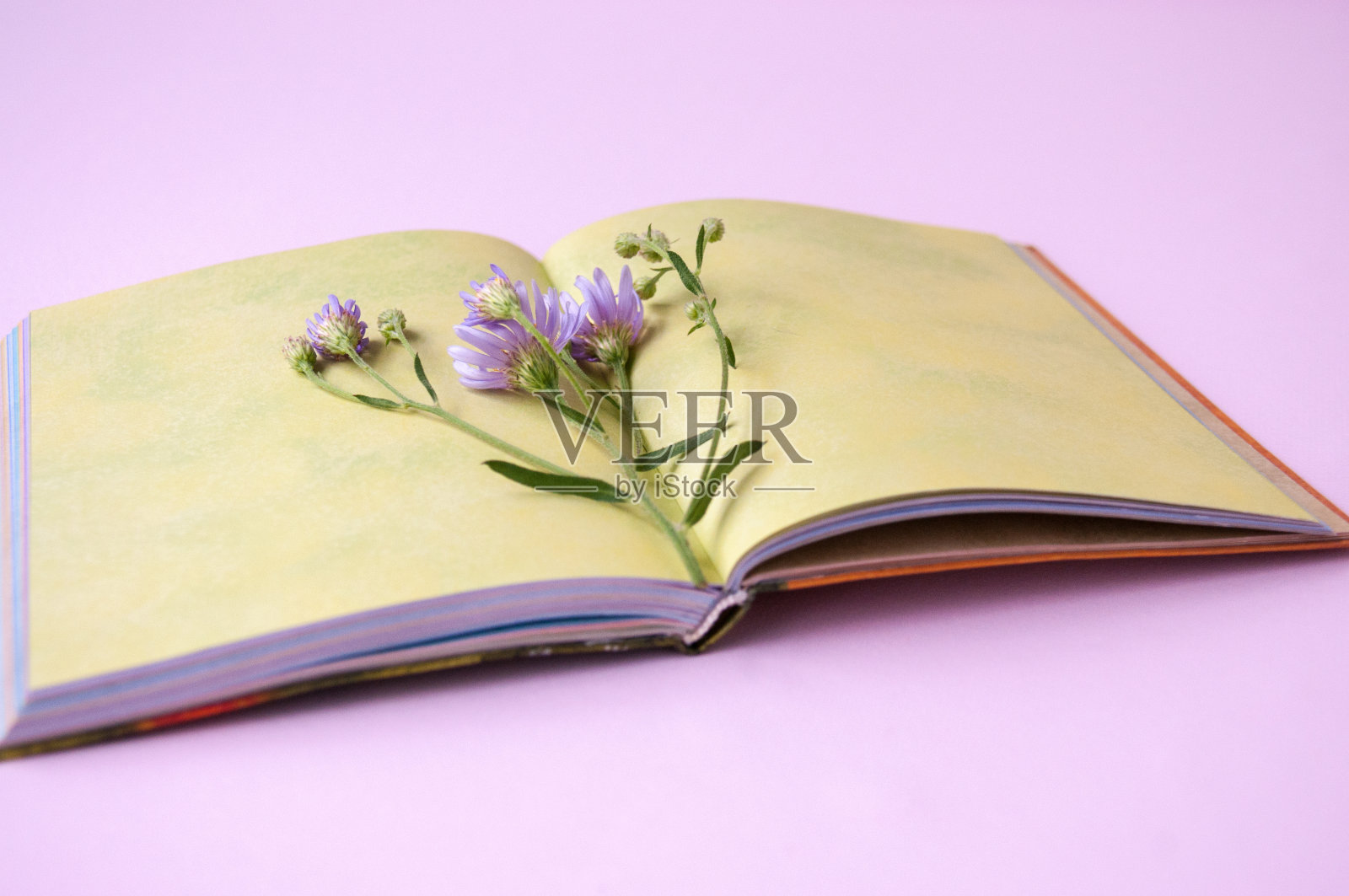 在一个打开的记事本上的丁香花枝照片摄影图片