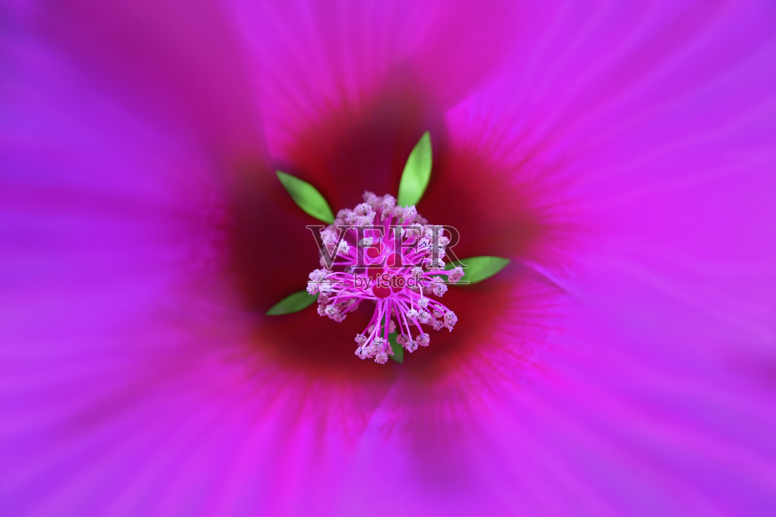 木槿雌蕊特写照片摄影图片
