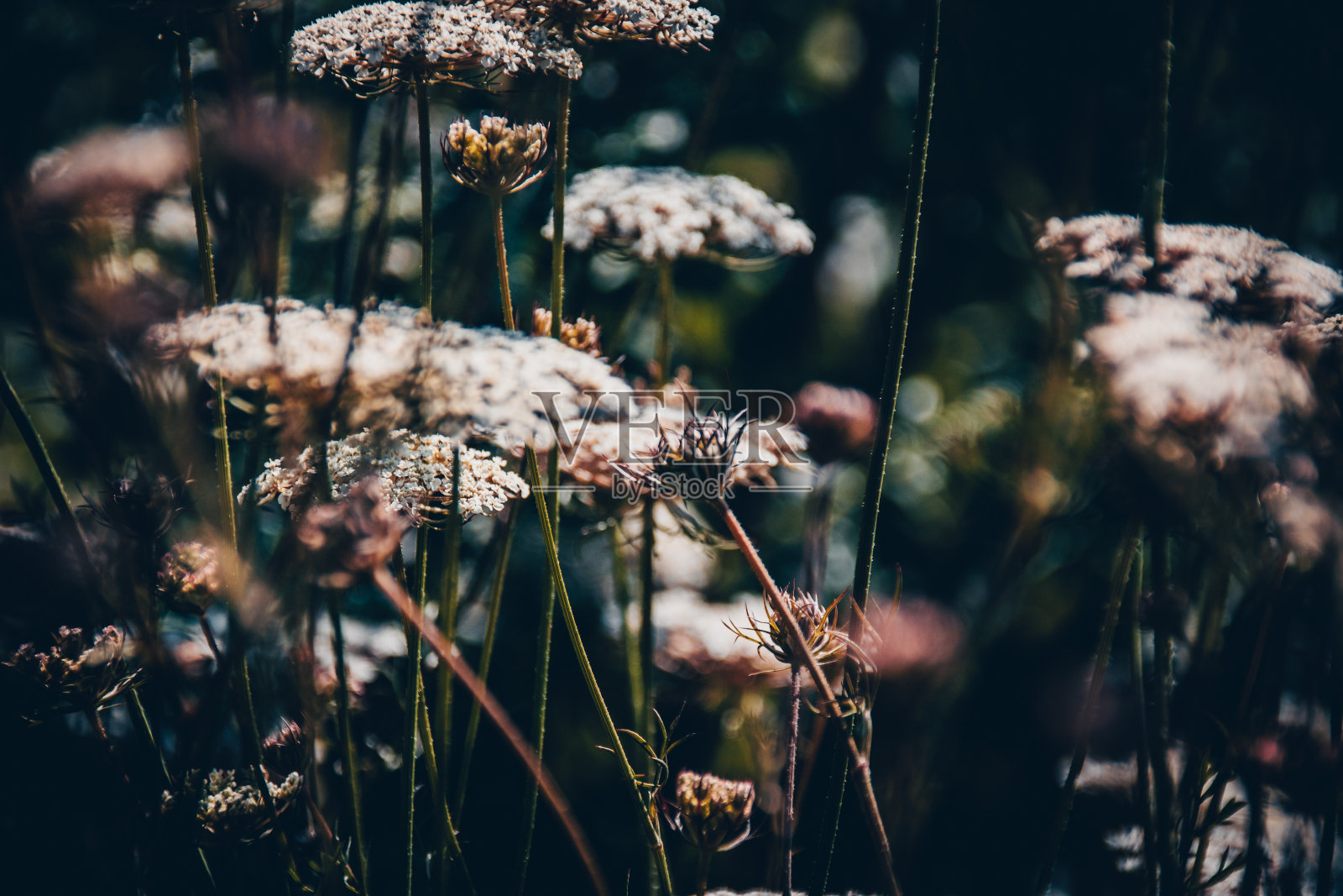 草地上的野花在模糊的背景上照片摄影图片
