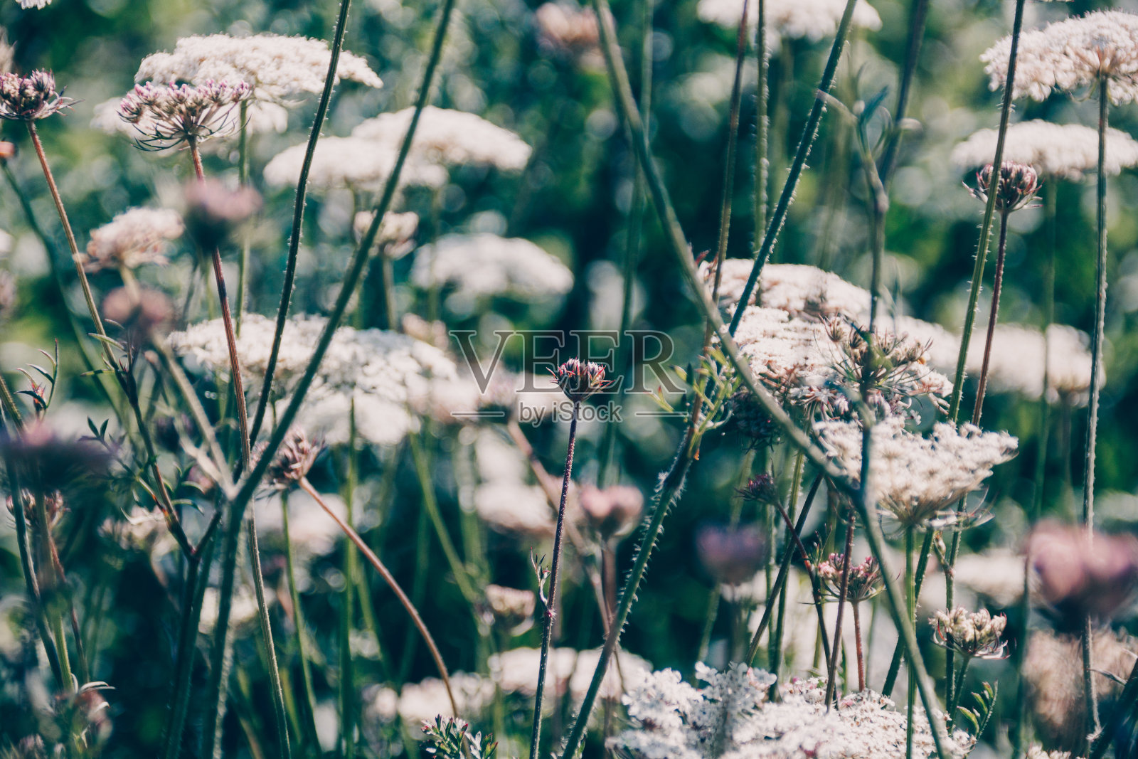 草地上的野花在模糊的背景上照片摄影图片