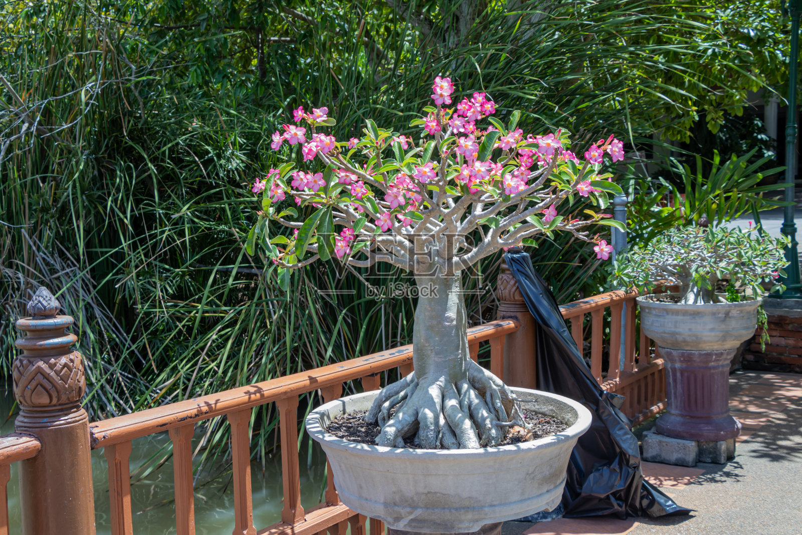 通常的名字包括萨比星、捻豆、假杜鹃、黑斑羚百合和沙漠玫瑰。照片摄影图片