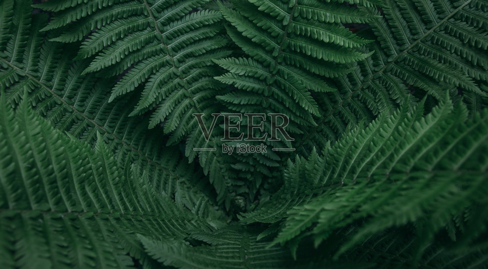 蕨类植物的叶子背景照片摄影图片