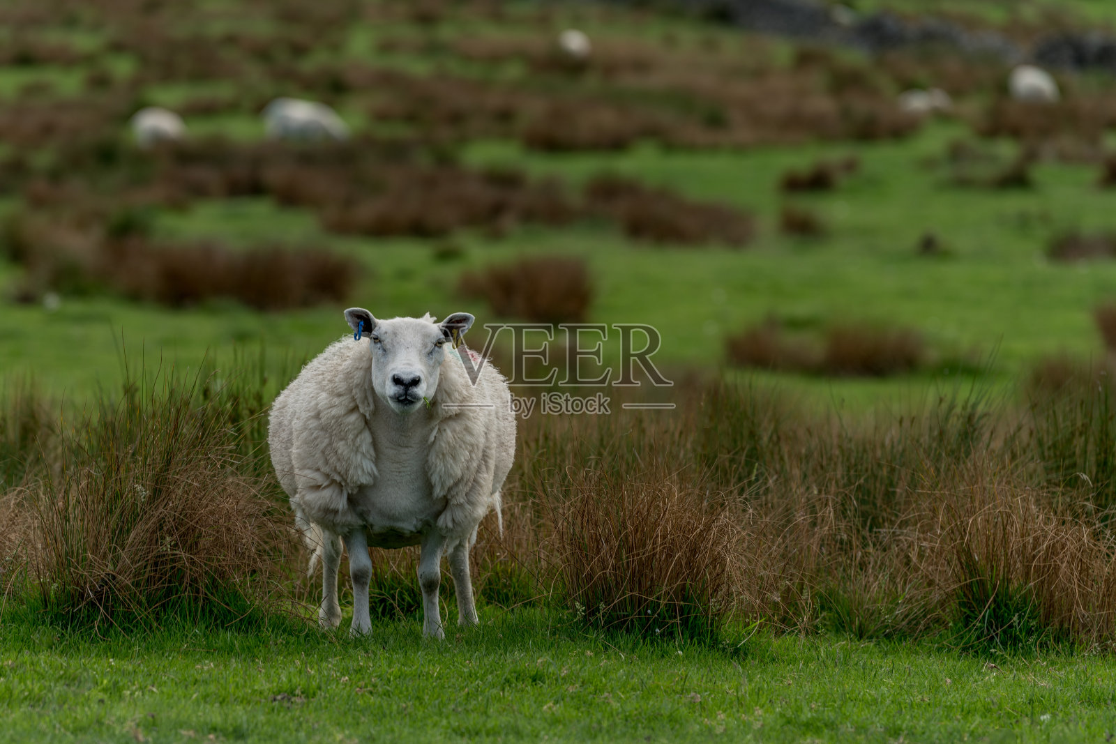 羞怯的感觉照片摄影图片